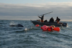 Морские зверобои добыли 77 серых китов