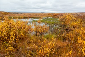 Тундра Чукотки
