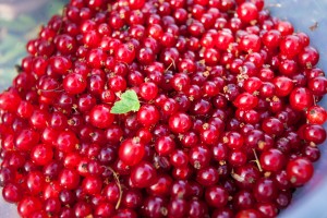 Чукотская красная смородина