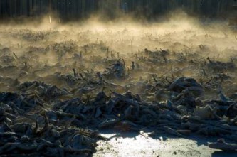 Добыча наваги 