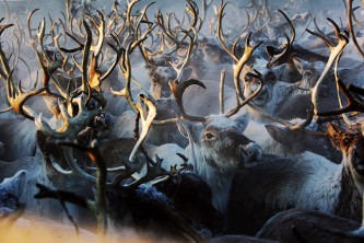 Корализация оленей