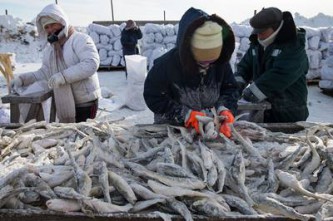 Доступная рыба. Навага.