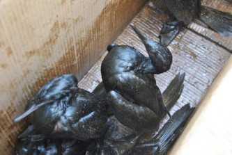 Птицы в нефти