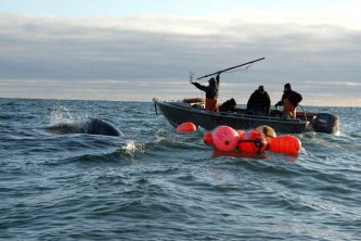 Морской зверобойный промысел Чукотки
