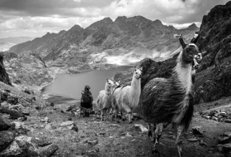 Пастухи лам 