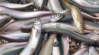 Азиатская зубастая корюшка