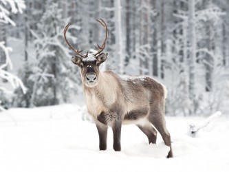 Дикий северный олень
