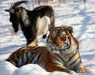 Тигр Амур и козёл Тимур 