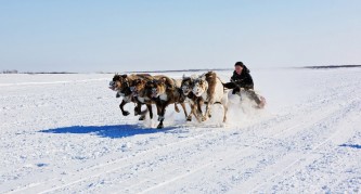 Гонка на оленьих упряжках