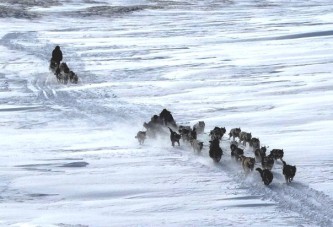 Надежда - 2016