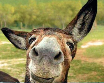 В упрямстве сила Европы?