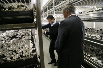 Можайский шампиньон