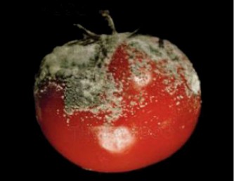 Гнилой помидор 