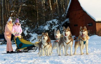 Собачья упряжка 