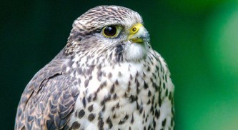 Сокол-сапсан 