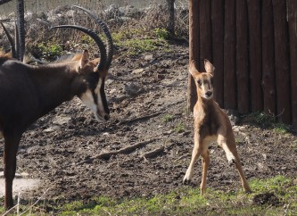 Черная антилопа