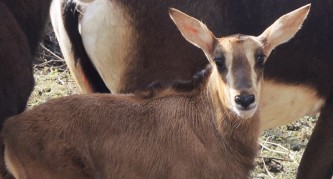 Черная антилопа