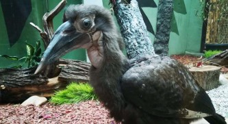 Кафрский рогатый ворон 