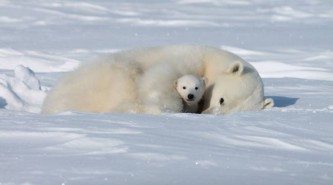 Белый медведь 